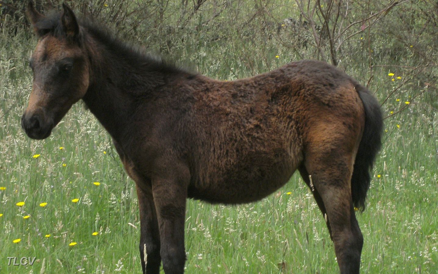 13-Resident brumby foal at Buckwong Hut.JPG